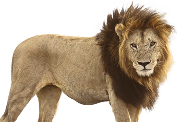 ライオン